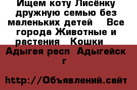 Ищем коту Лисёнку дружную семью без маленьких детей  - Все города Животные и растения » Кошки   . Адыгея респ.,Адыгейск г.